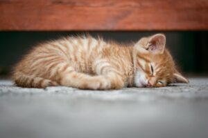 夜に運動して寝れない時の対策は？